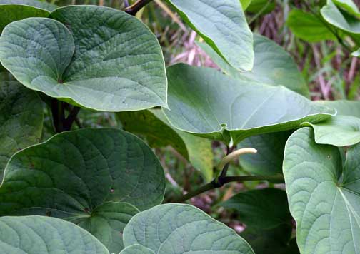 فلفل استرالیایی / کاواکاوا